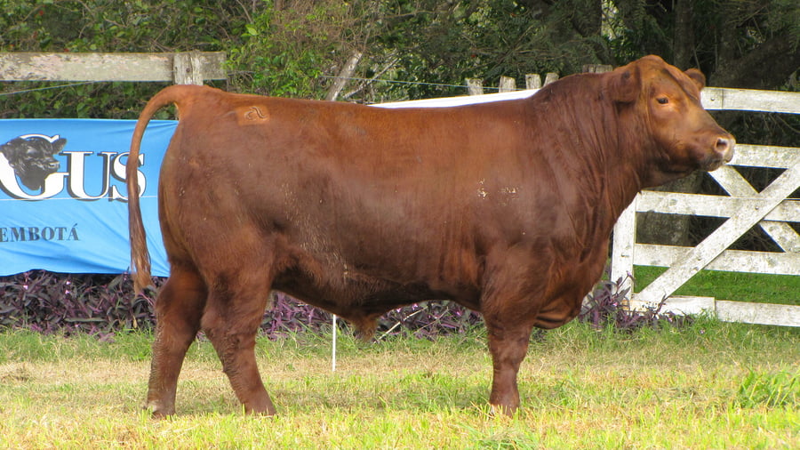 Lote CABAÑA COEMBOTÁ: RP 213