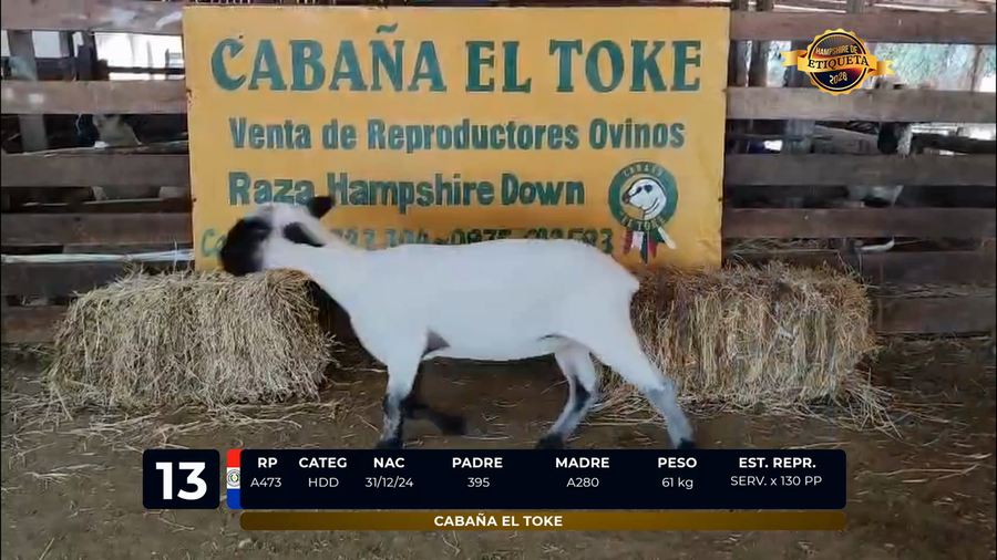 Lote LOTE 13