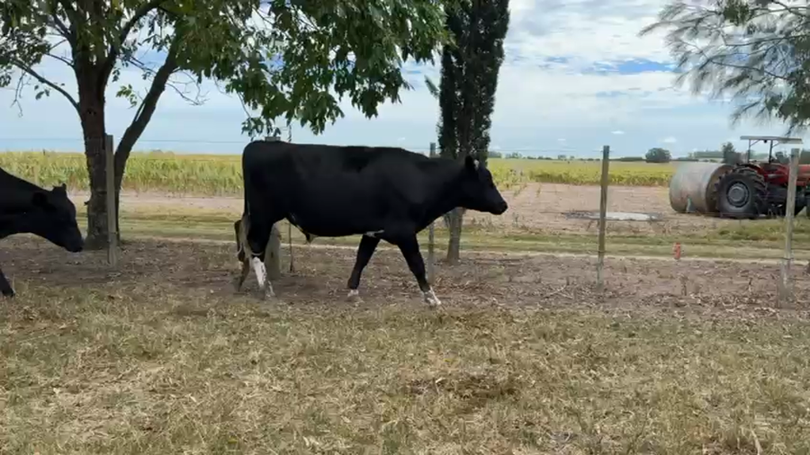 Lote NOVILLOS 1 a 2 AÑOS