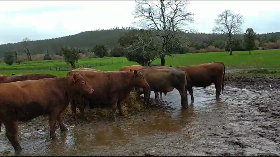 Lote 50 Novillo Engorda en Purranque, X Región Los Lagos