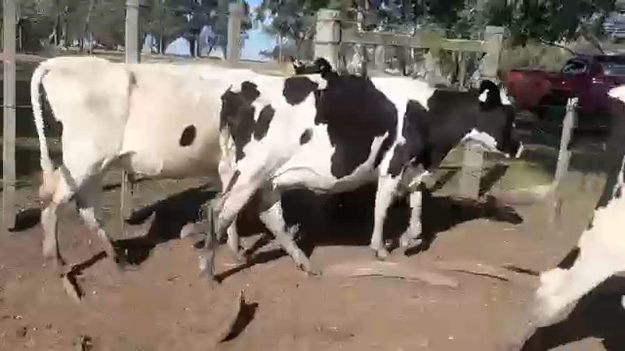 Lote 3 Vaquillonas Holando proximas