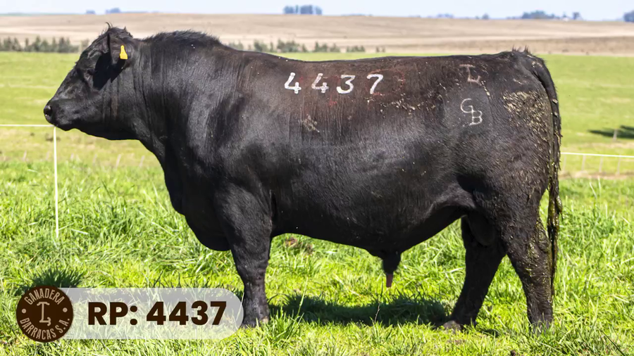 Lote RP 4437