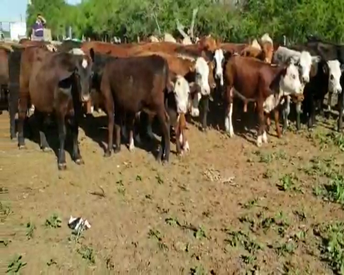 Lote 65 Terneros/as en Villaguay, Entre Ríos