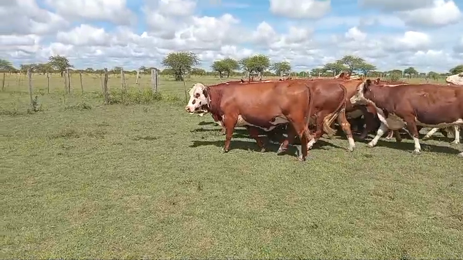 Lote 34 Faena en Corrientes, Curuzu Cuatia