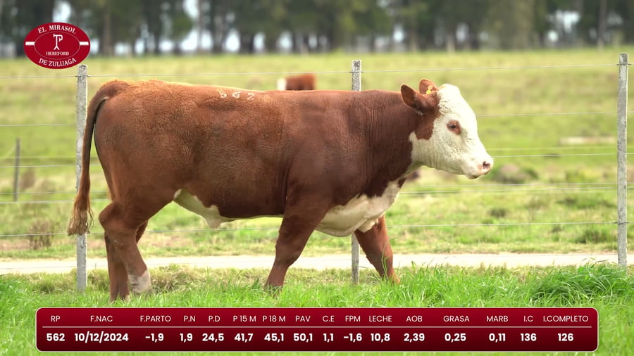 Lote Hereford