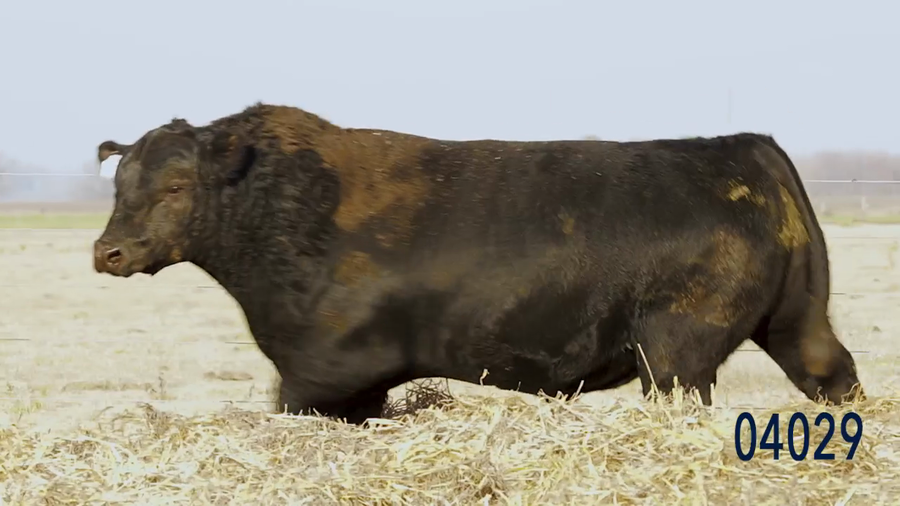 Lote Toro