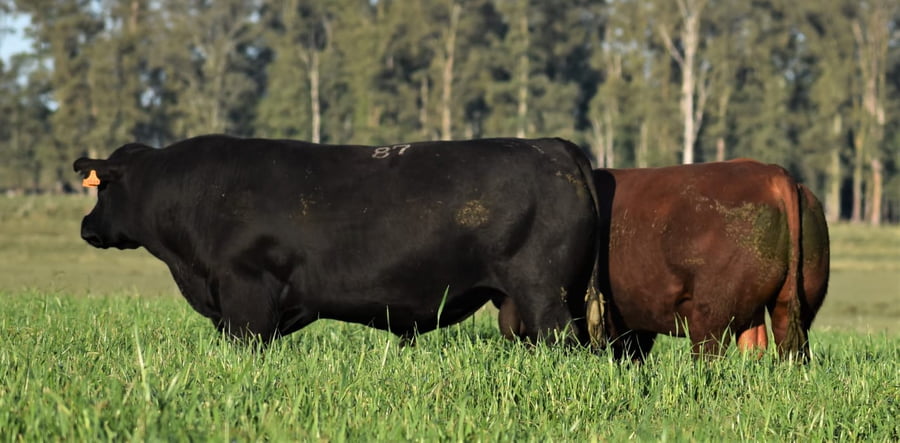 Lote Toros SA 3 Años