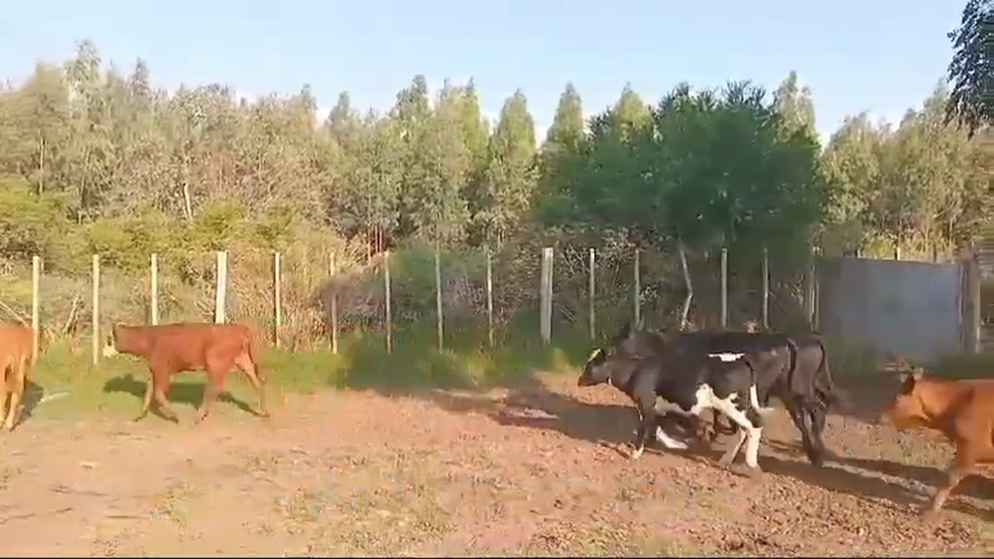 Lote TERNEROS Y TERNERAS