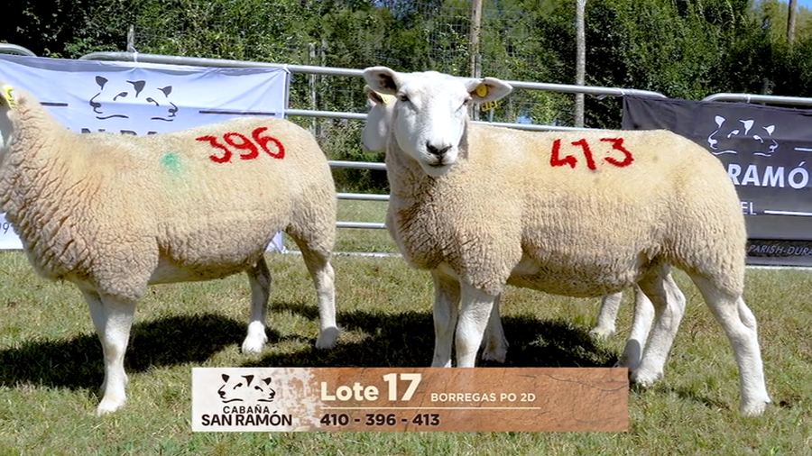 Lote Lote 17