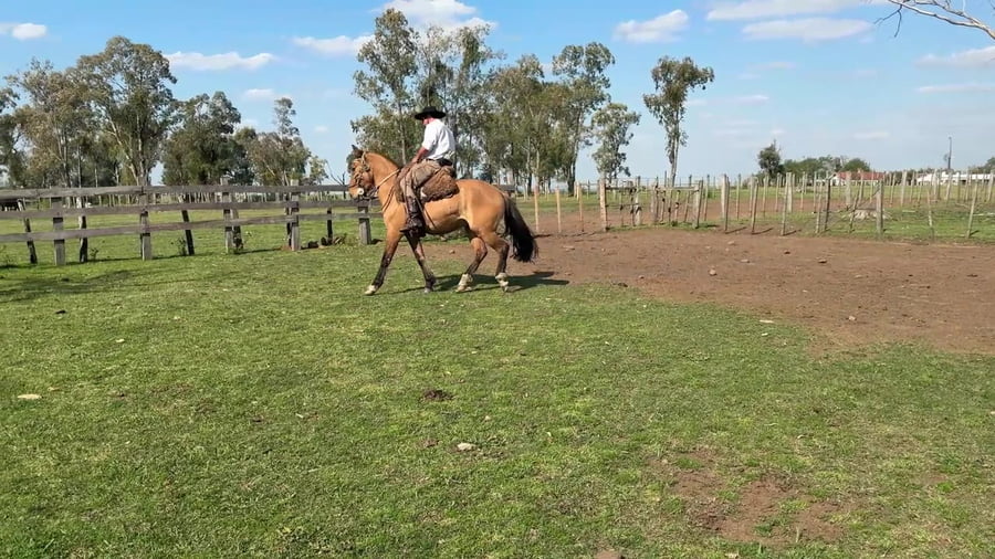 Lote Macho gatiado manso