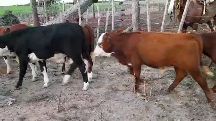 Lote 16 Terneros en Santa Fe, Tacural