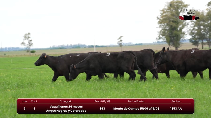 Lote Vaquillonas 24 meses Angus Negras y Coloradas