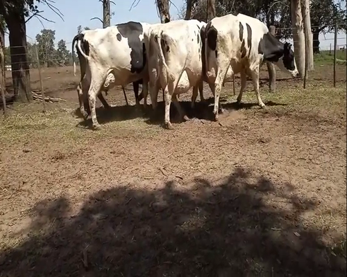 Lote VACAS EN PRODUCCION