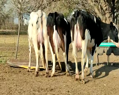 Lote VAQUILLONAS PREÑADAS