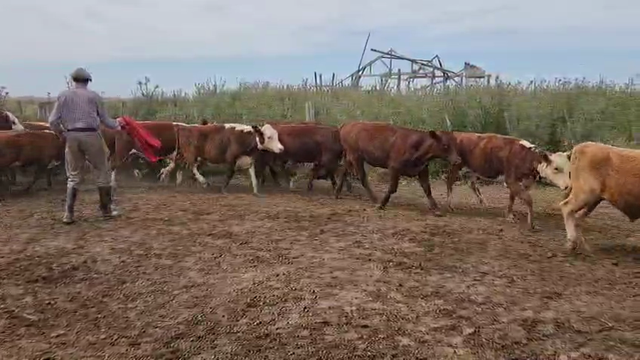 Lote 50 Novillitos y vaquillonas