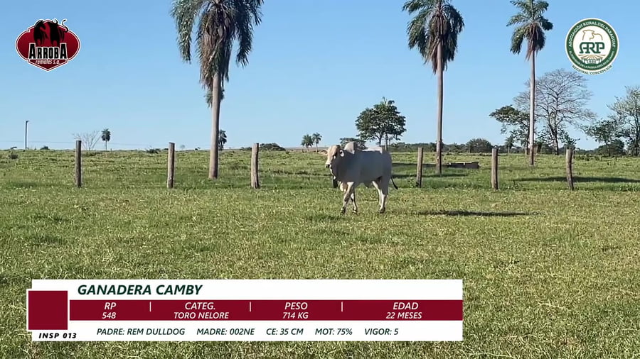 Lote TORO NELORE