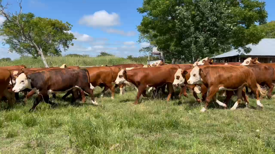 Lote 52 Novillos en Corrientes, Curuzú-Cuatiá