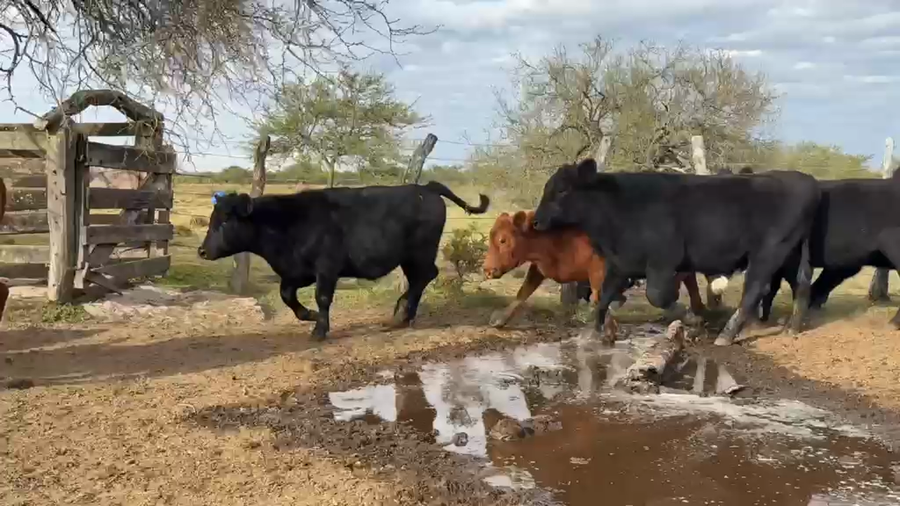 Lote 16 Novillos