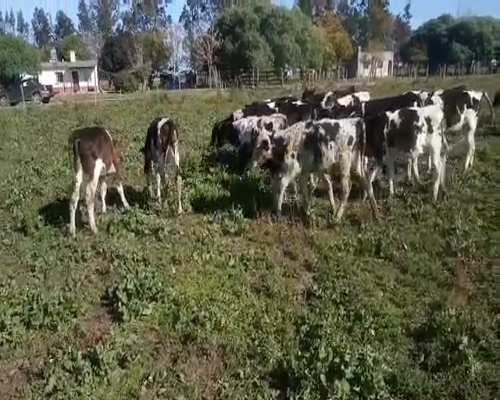 Lote 25 Terneros 80kg - , San José