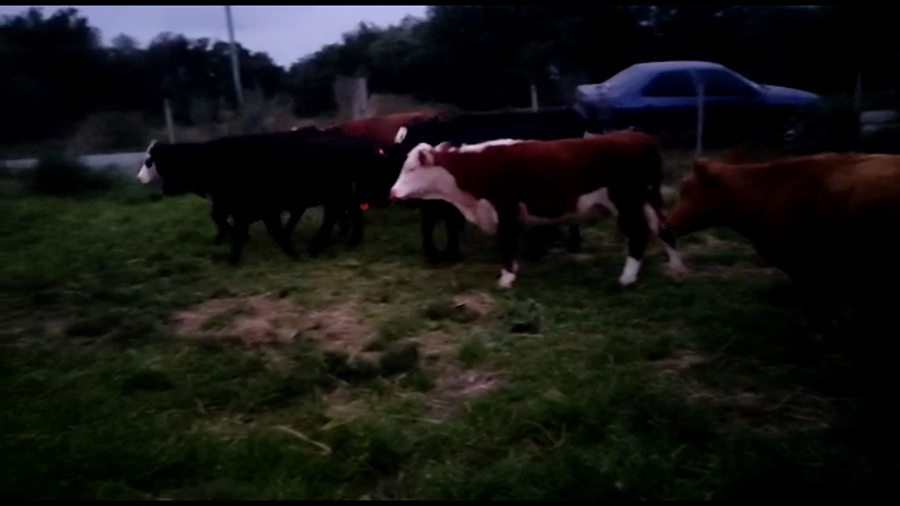 Lote 8 Terneras angus y cruza a remate en 9° Entre Martillos 200 kg -  en Camino Guaycuru