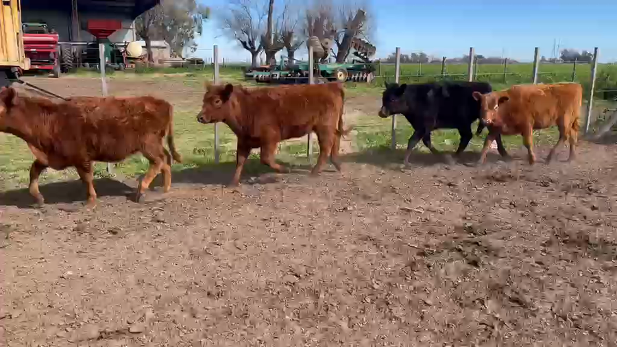Lote 65 Terneras