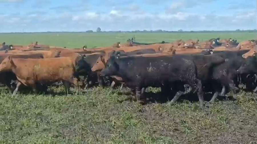 Lote 180 Novillos