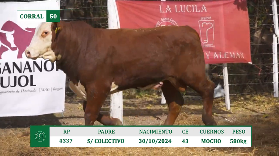 Lote TOROS BRAFORD A VENTA EN HERSILIA 2026