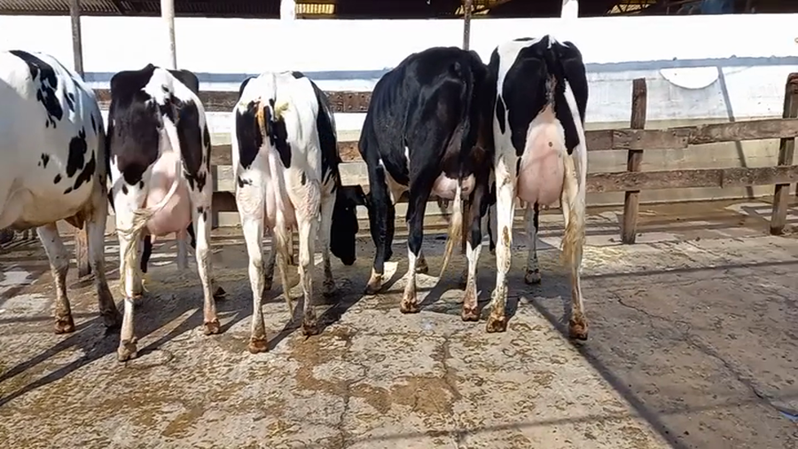 Lote Vaquillonas Paridas - Perassi Hnos