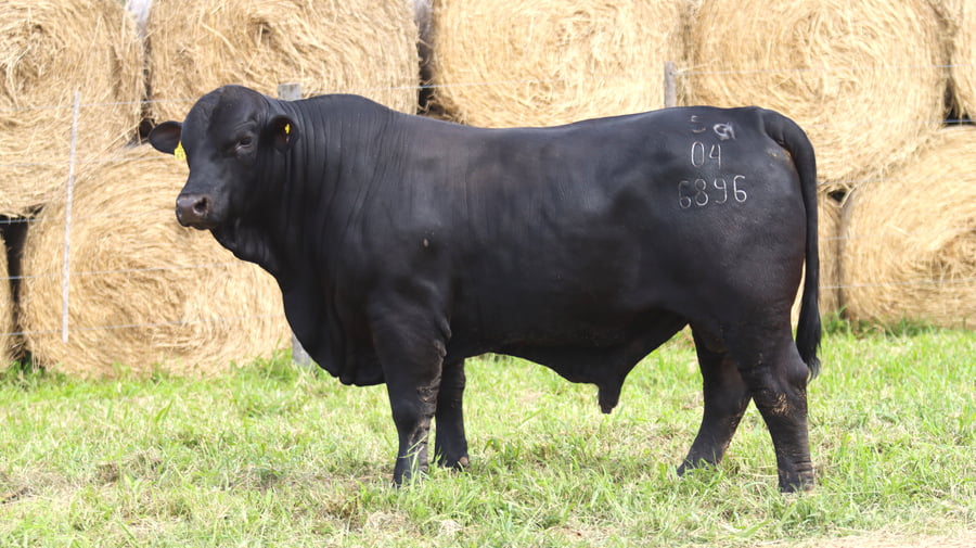 Lote LOTE 64