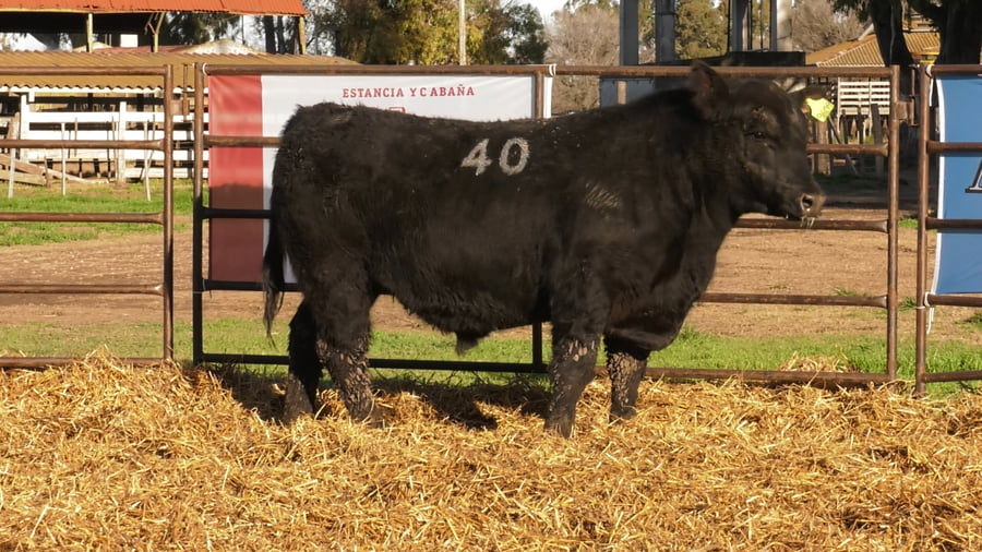 Lote TOROS ANGUS NEGROS PC