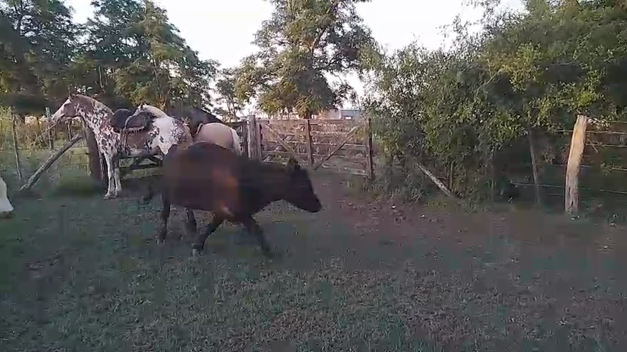 Lote 14 Vacas CUT con cría