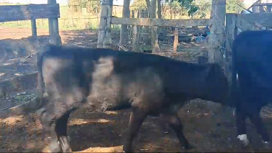 Lote 3 terneras cruzas