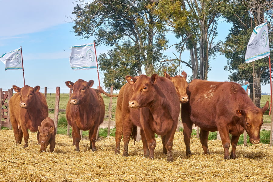 Lote "TRES MOLINOS"  Vaquillas MAS Preñadas