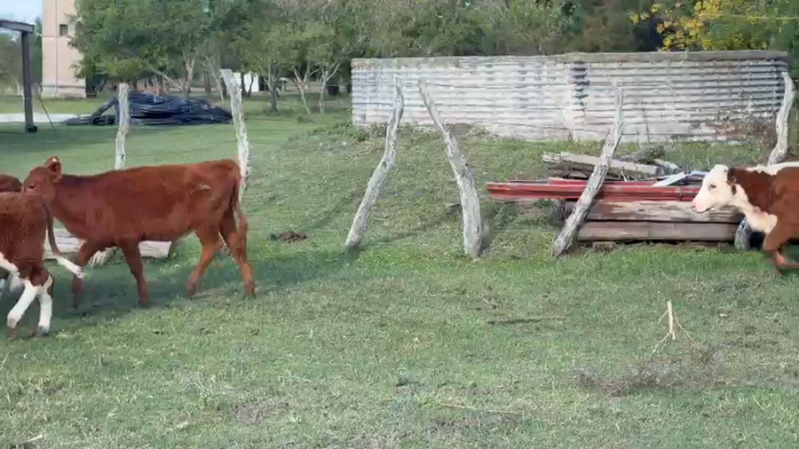 Lote 81 Terneras en Corrientes, Monte Caseros