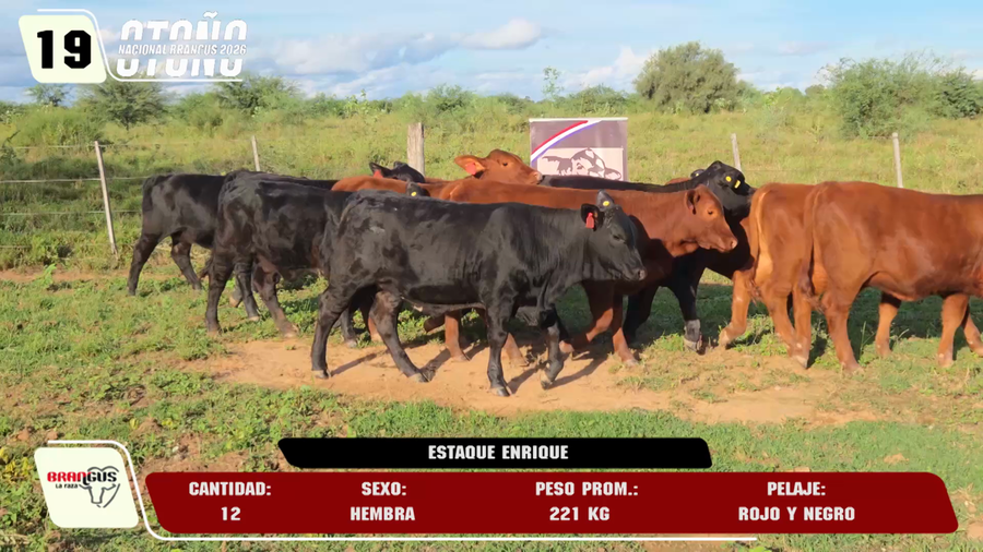 Lote LOTE 19