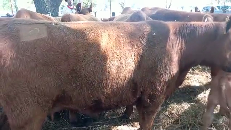 Lote "Corral 11 Vaq. AA PC ""Güglen Sur de Zanguitu"""