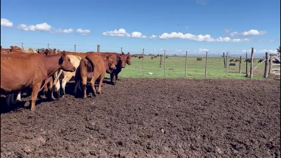 Lote 34 Vacas Preñadas c/Gtia