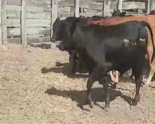 Lote 69 Novillitos en Quimilí, Santiago del Estero