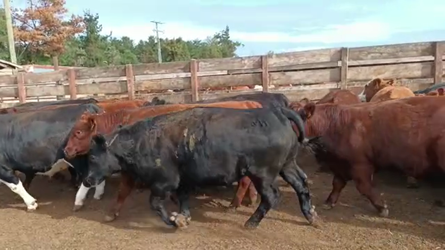 Lote 40 Novillo Gordo en Los Ángeles, VIII Región Biobío