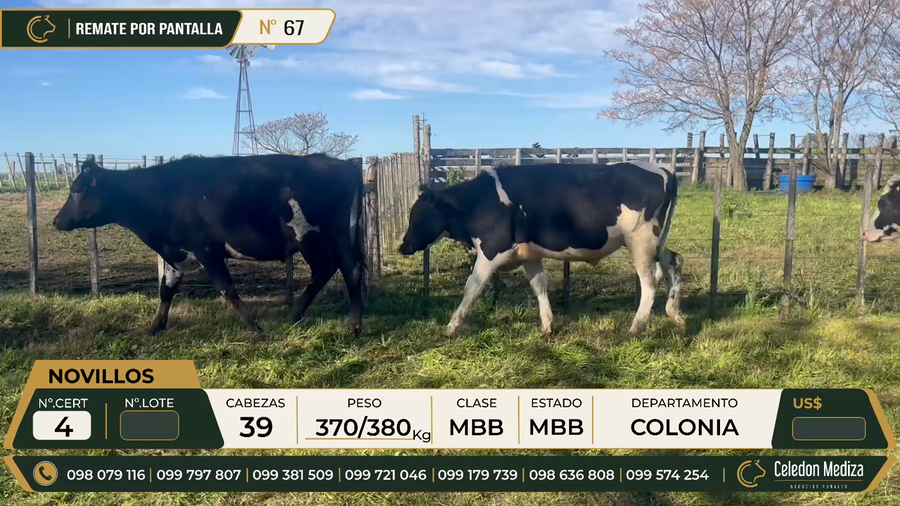 Lote 39 Novillos en Colonia
