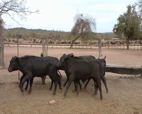 Lote 110 TERNEROS BRANGUS Y CRUZA BRANGUS NEGRO DE 220 KG, EN EL TALA, SALTA.-