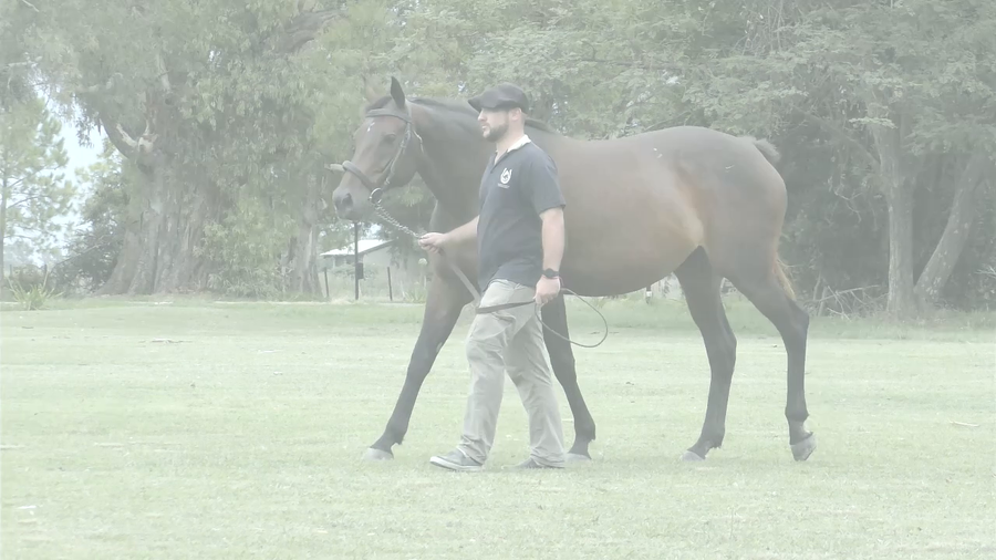 Lote LA BELLA MARIA (GRAND REWARD - LA BUSCONA) Preñez por DADDY LONG LEGS