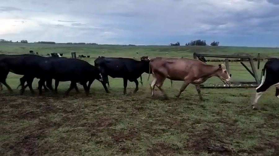 Lote 35 Vientres Preñados en Rivera