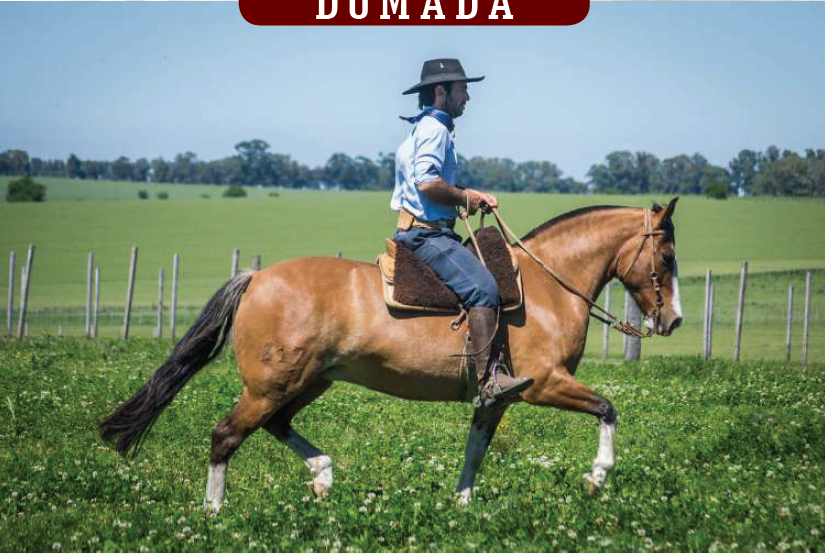 Lote YÚBELY NOCHERITA