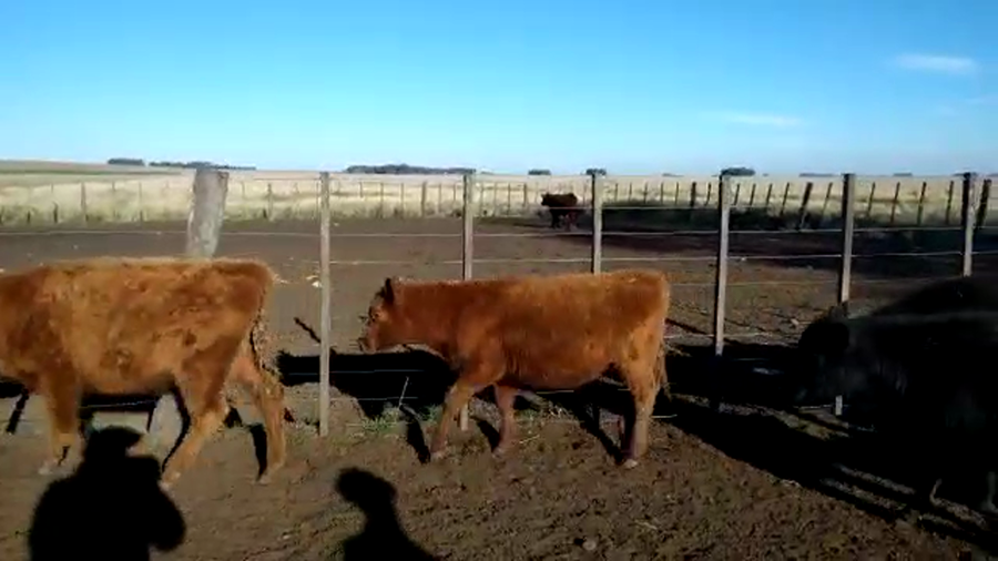 Lote 70 Terneros en Olavarría, Buenos Aires