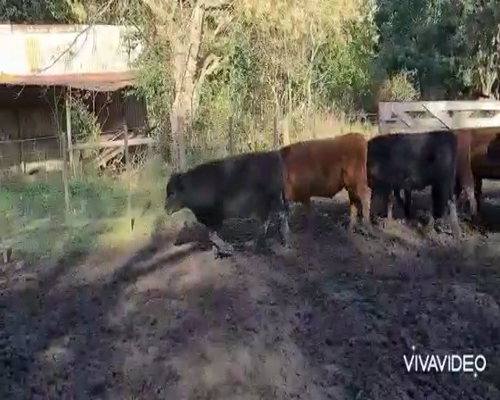 Lote 64 Terneros/as en Magdalena, Buenos Aires