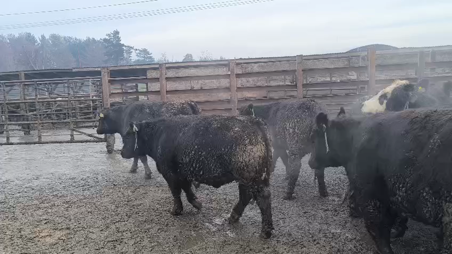 Lote 40 Vaquilla Gorda en Los Ángeles, VIII Región Biobío