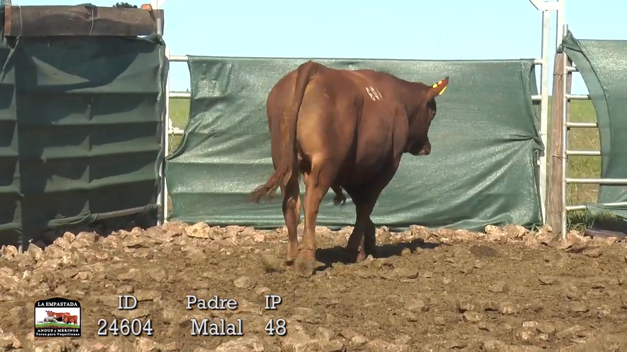 Lote 3 Toros a remate en 42º La Empastada, Durazno