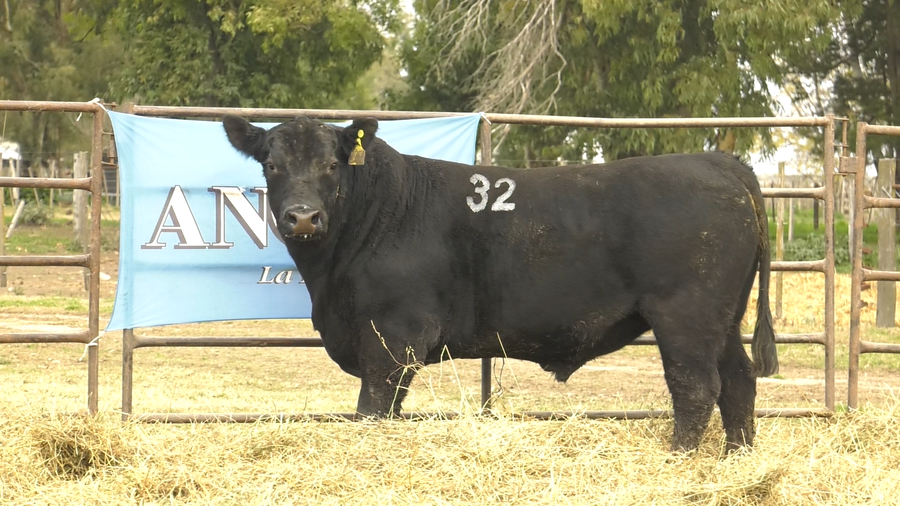 Lote TOROS ANGUS NEGROS  PC