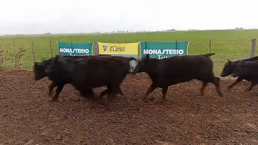 Lote 50 Novillitos de El Hinojo de Bru